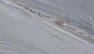 Yapay g&ouml;lete d&uuml;şen &ccedil;akal merdivenle kurtarıldı