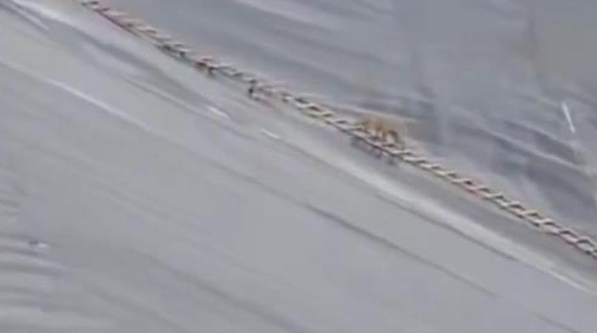 Yapay g&ouml;lete d&uuml;şen &ccedil;akal merdivenle kurtarıldı