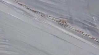 Yapay gölete düşen çakal merdivenle kurtarıldı