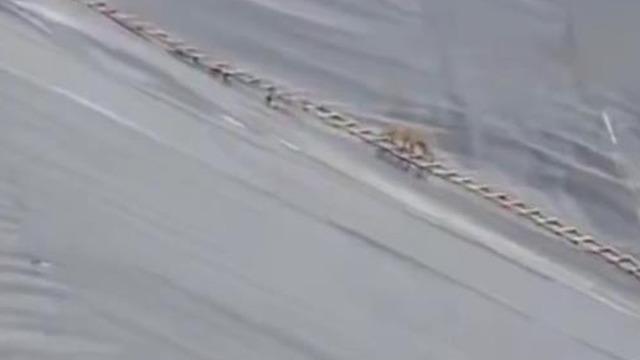 Yapay gölete düşen çakal merdivenle kurtarıldı