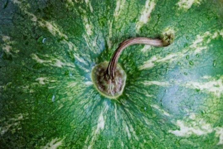 Karpuzun sapı önemli