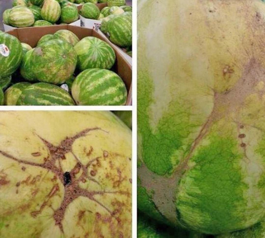 Tam da mevsimi yaklaşmışken en iyi karpuz se&ccedil;menin 6 yolu