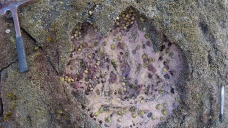 Yok artık dedirten dünyanın en ilginç fotoğrafları   G5