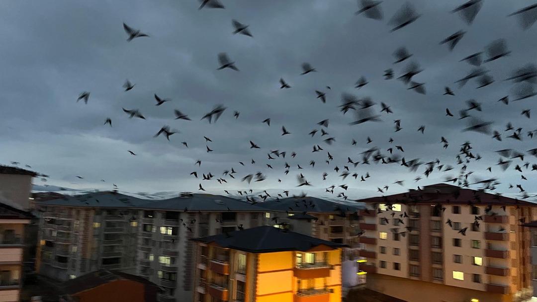 Yer: Ardahan! Gökyüzü bir anda siyaha büründü: Binlercesi istila etti 5