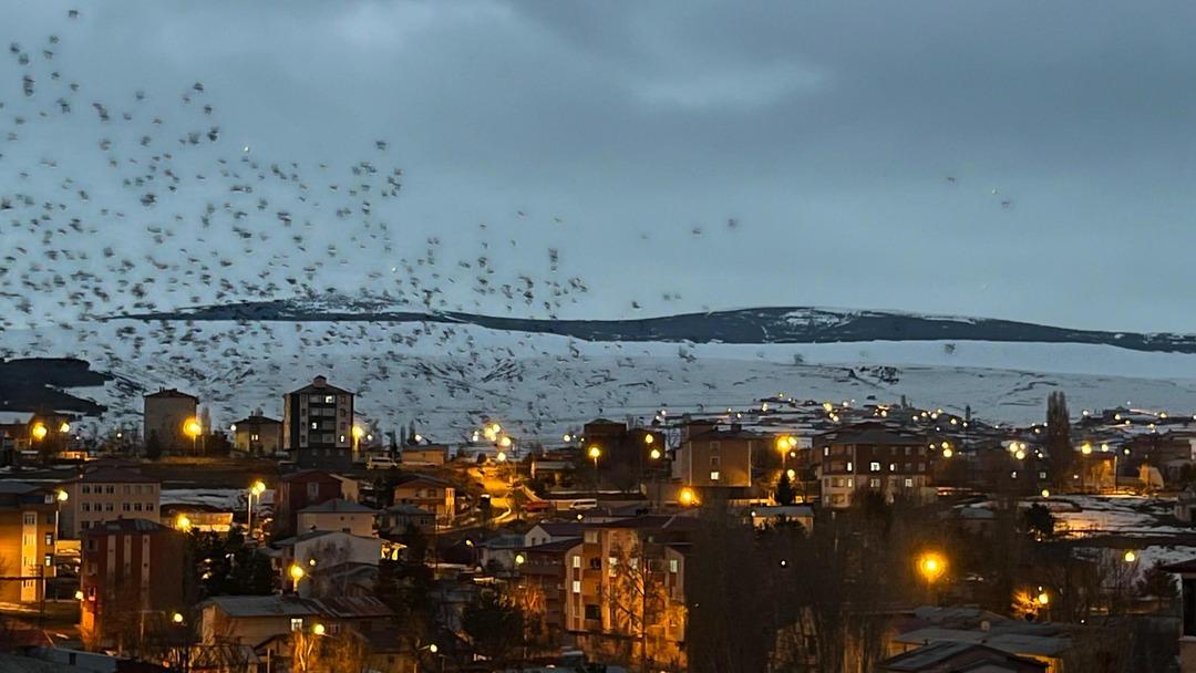 Yer: Ardahan! Gökyüzü bir anda siyaha büründü: Binlercesi istila etti 4