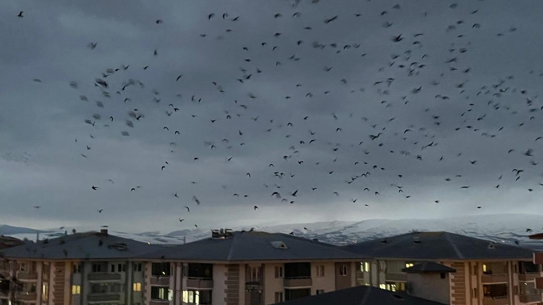 Yer: Ardahan! Gökyüzü bir anda siyaha büründü: Binlercesi istila etti 3