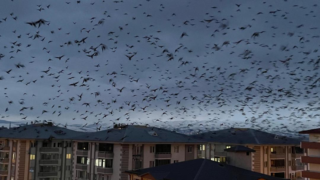 Yer: Ardahan! Gökyüzü bir anda siyaha büründü: Binlercesi istila etti 2