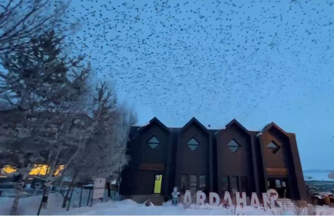 Yer: Ardahan! Gökyüzü bir anda siyaha büründü: Binlercesi istila etti 1