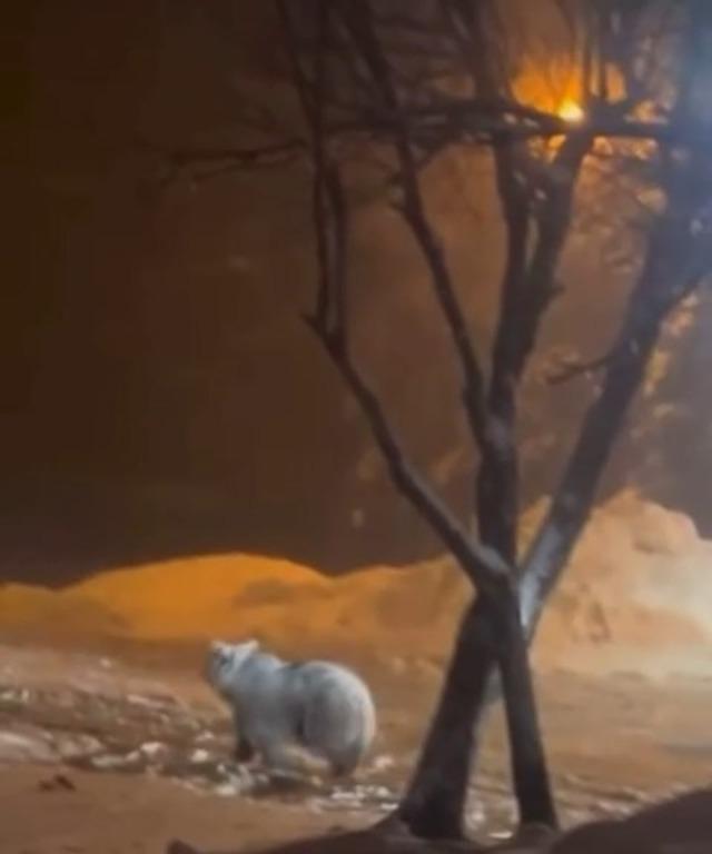 Uludağ&rsquo;da kış uykusundan uyanan ayı ailesi yemek i&ccedil;in Sarıalan&rsquo;a indi 3