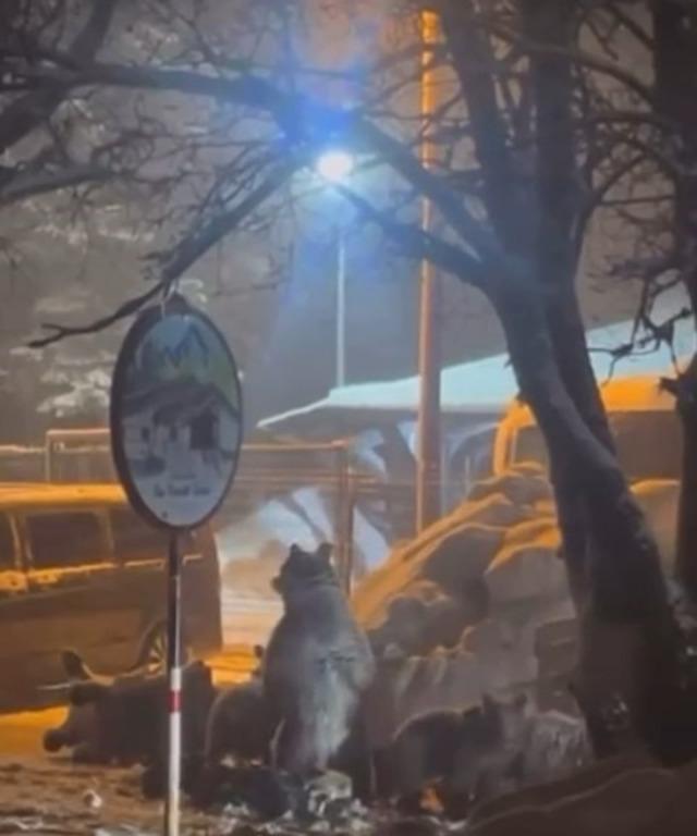 Uludağ&rsquo;da kış uykusundan uyanan ayı ailesi yemek i&ccedil;in Sarıalan&rsquo;a indi 2