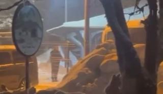 Uludağ&rsquo;da kış uykusundan uyanan ayı ailesi yemek i&ccedil;in Sarıalan&rsquo;a indi