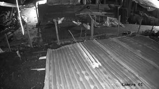 Malatya'da kümese giren kurt, kazı alıp kaçtı