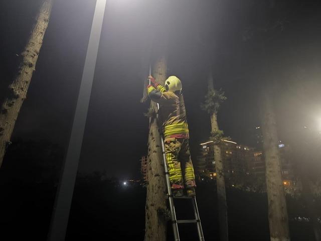 İskenderun&rsquo;da ağa&ccedil;ta mahsur kalan kediyi itfaiye kurtardı 1