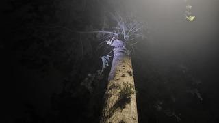 İskenderun’da ağaçta mahsur kalan kediyi itfaiye kurtardı