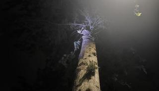 İskenderun&rsquo;da ağa&ccedil;ta mahsur kalan kediyi itfaiye kurtardı