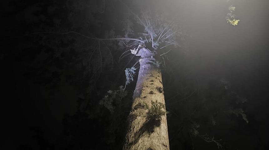 İskenderun&rsquo;da ağa&ccedil;ta mahsur kalan kediyi itfaiye kurtardı