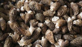 Tarladan &ccedil;ıkar &ccedil;ıkmaz kapış kapış gidiyor! Talebe yetişemiyorlar 