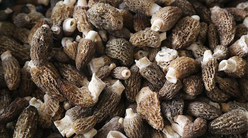 Tarladan &ccedil;ıkar &ccedil;ıkmaz kapış kapış gidiyor! Talebe yetişemiyorlar 