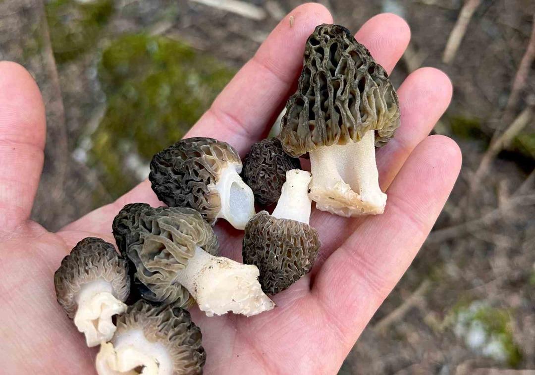 Tarladan çıkar çıkmaz kapış kapış gidiyor! Talebe yetişemiyorlar 1