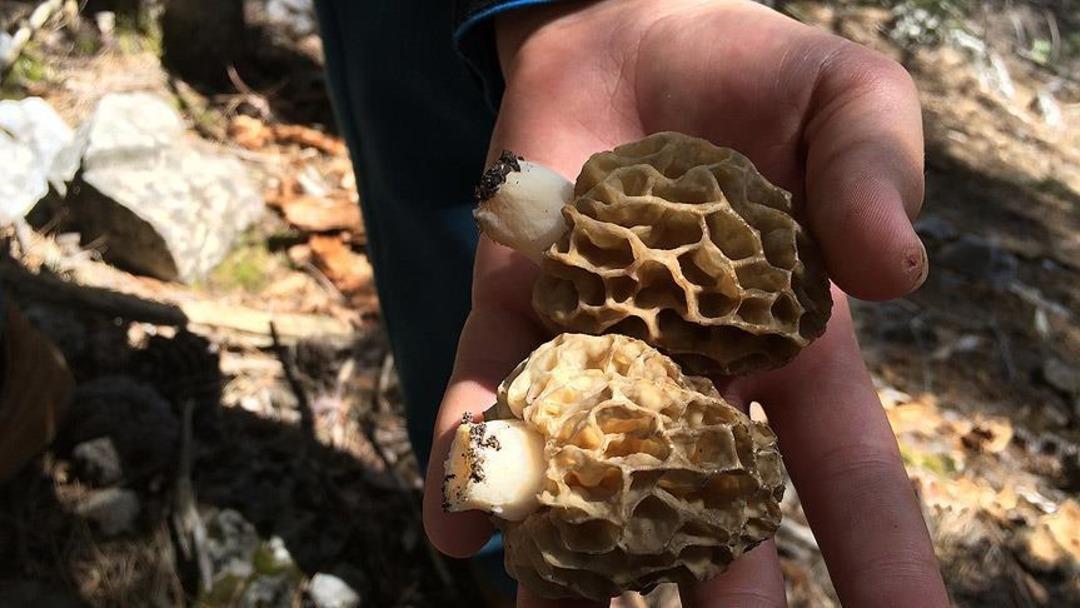 Tarladan çıkar çıkmaz kapış kapış gidiyor! Talebe yetişemiyorlar 4