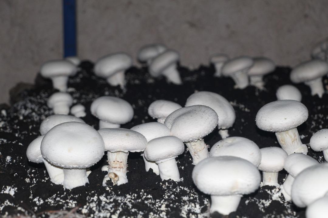 İlde ilk kendileri yaptı! Dededen kalma 2000 yıllık mağara şimdi para basıyor 2