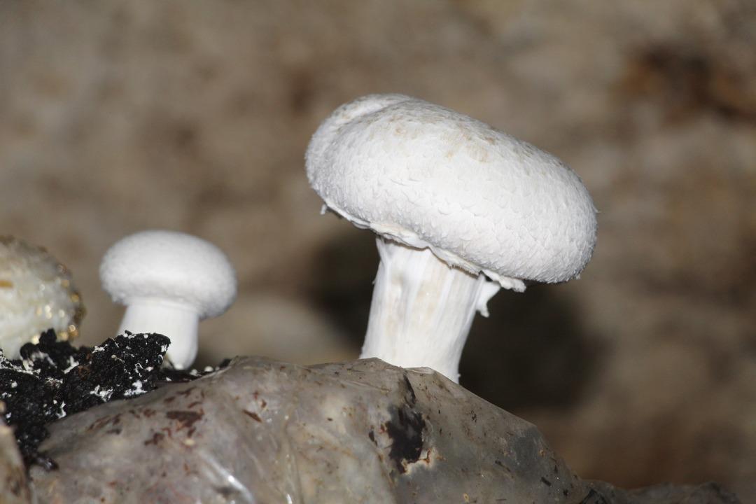 İlde ilk kendileri yaptı! Dededen kalma 2000 yıllık mağara şimdi para basıyor 8