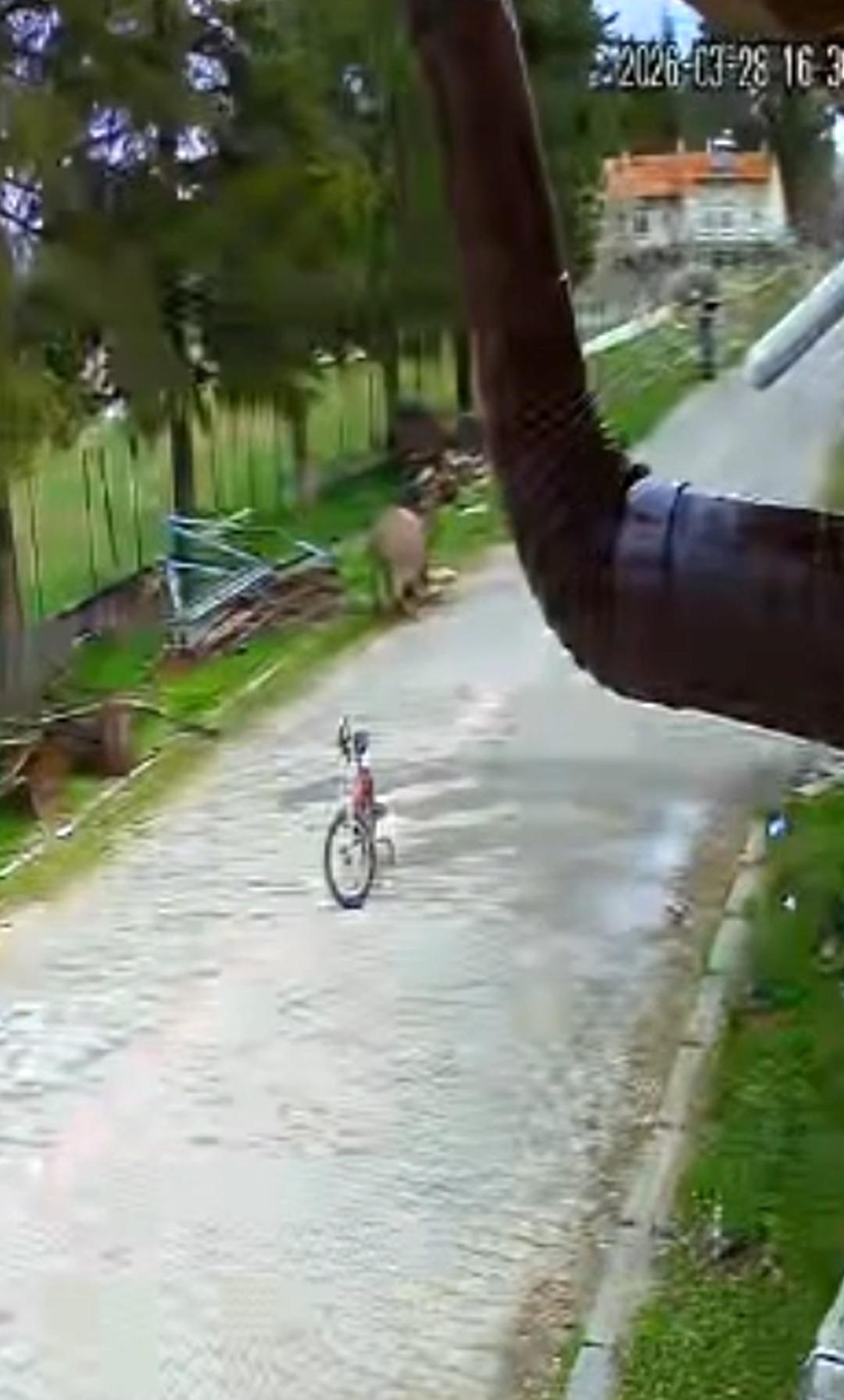 Oyun oynayan &ccedil;ocuğa eşek saldırdı: Eşek karantinaya alındı! O anlar kamerada 4