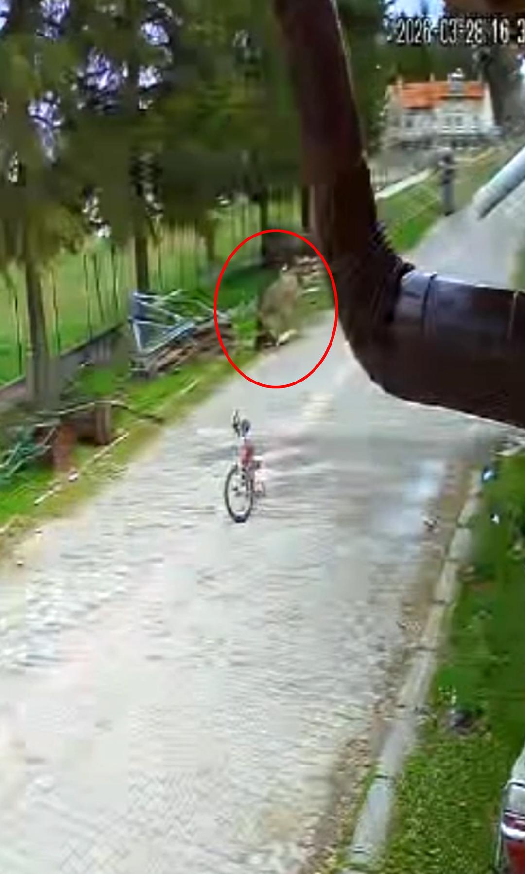 Oyun oynayan &ccedil;ocuğa eşek saldırdı: Eşek karantinaya alındı! O anlar kamerada 3