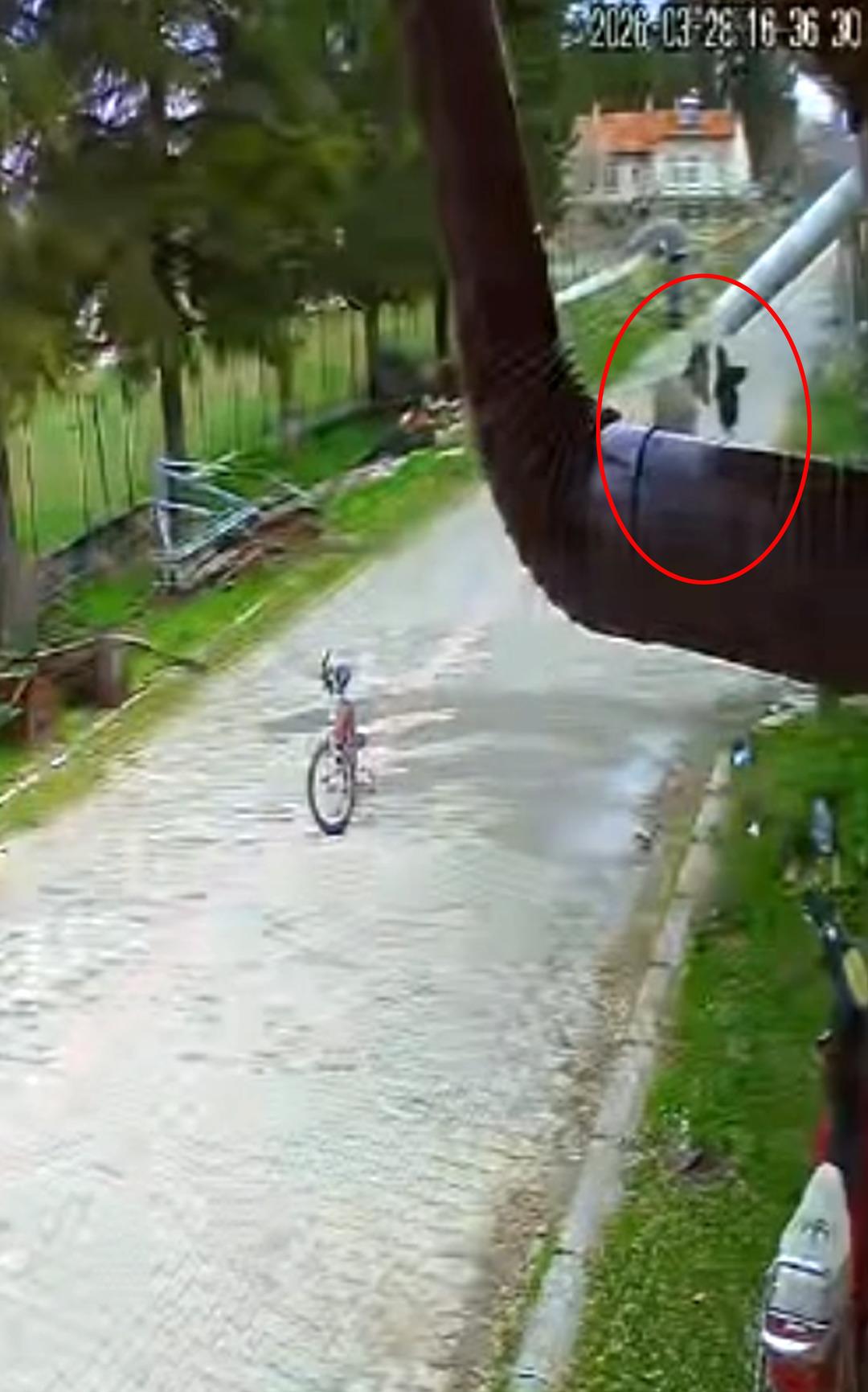 Oyun oynayan &ccedil;ocuğa eşek saldırdı: Eşek karantinaya alındı! O anlar kamerada 2