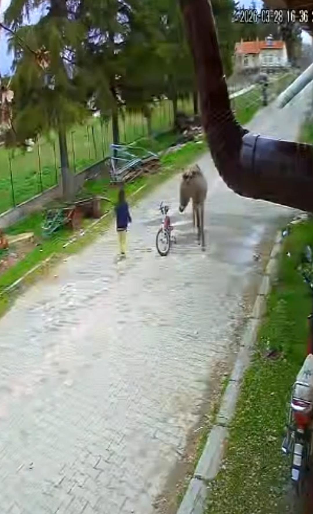 Oyun oynayan &ccedil;ocuğa eşek saldırdı: Eşek karantinaya alındı! O anlar kamerada 1