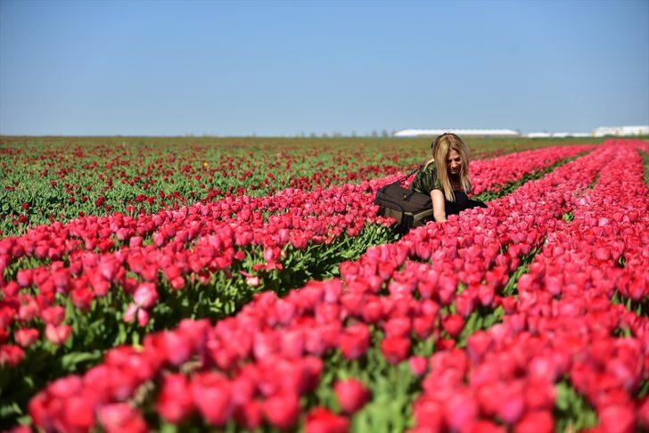 Bozkırın ortasında rengarenk lale tarlası G1
