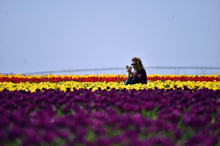 Bozkırın ortasında rengarenk lale tarlası G4