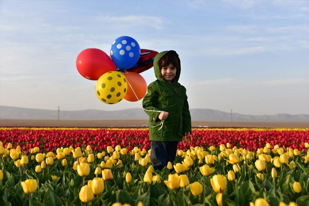Bozkırın ortasında rengarenk lale tarlası