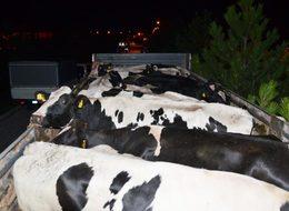 Sütbank'ta haciz işlemi başladı! 2 yıldır paralarını alamıyorlardı