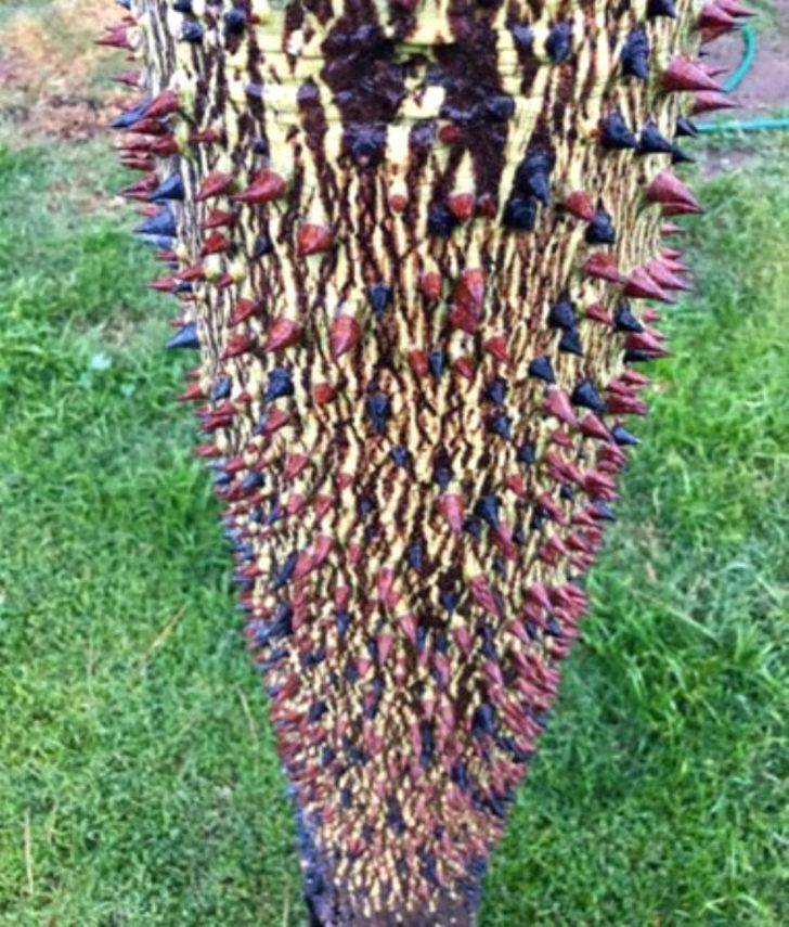 Bu karelerin gerçek olduğuna inanamayacaksınız G5