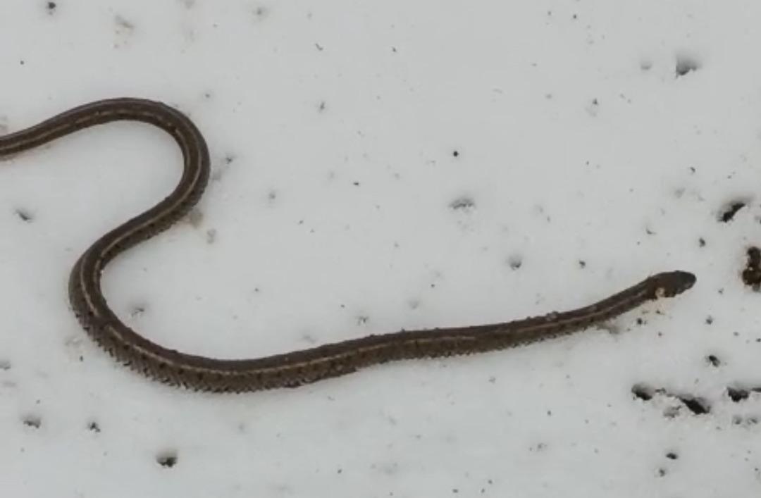 Cami için kazdılar, topraktan çıkana şaşıp kaldılar! 2