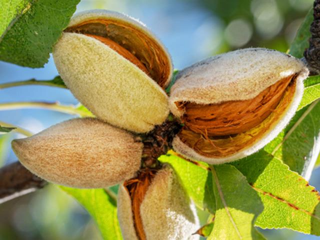 Firavunların sofrasından &ccedil;ıktı: Yılda 400 ton &uuml;retiliyor