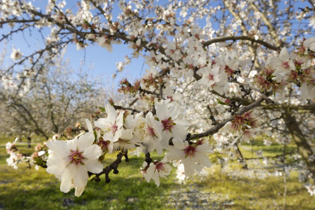 Firavunların sofrasından &ccedil;ıktı! Yılda 400 ton &uuml;retiliyor, faydası saymakla bitmiyor 1