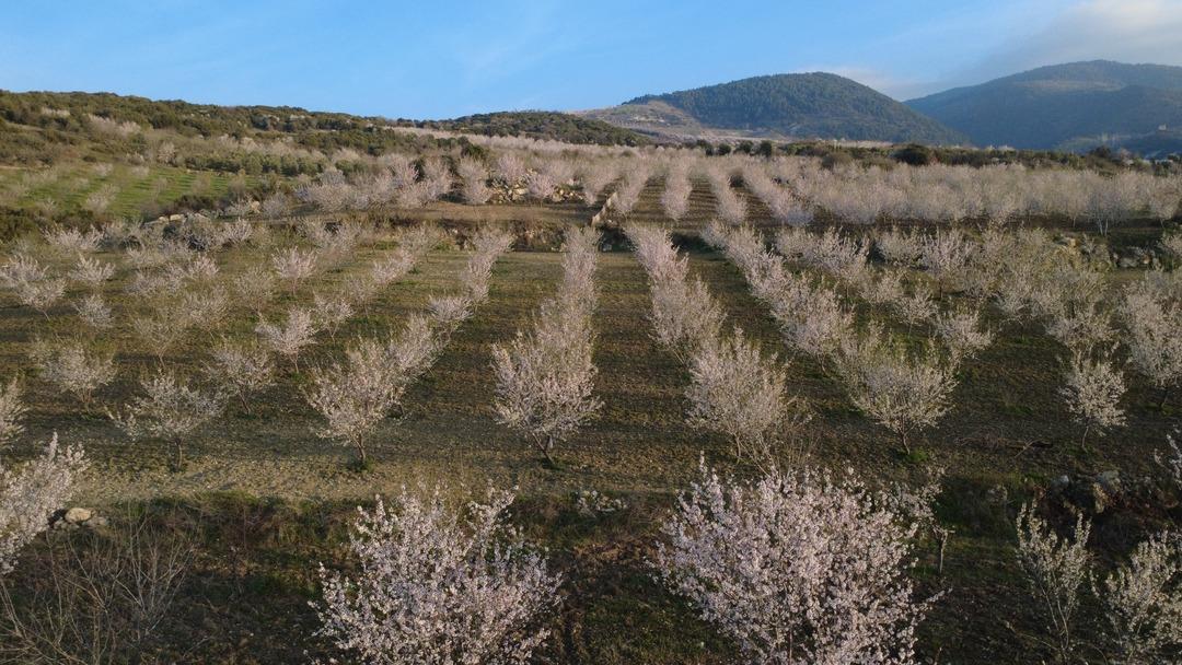 Firavunların sofrasından &ccedil;ıktı! Yılda 400 ton &uuml;retiliyor, faydası saymakla bitmiyor 2