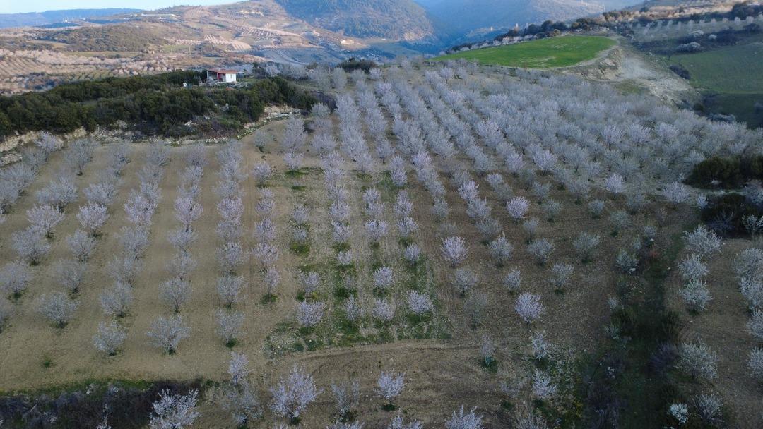 Firavunların sofrasından &ccedil;ıktı! Yılda 400 ton &uuml;retiliyor, faydası saymakla bitmiyor 3