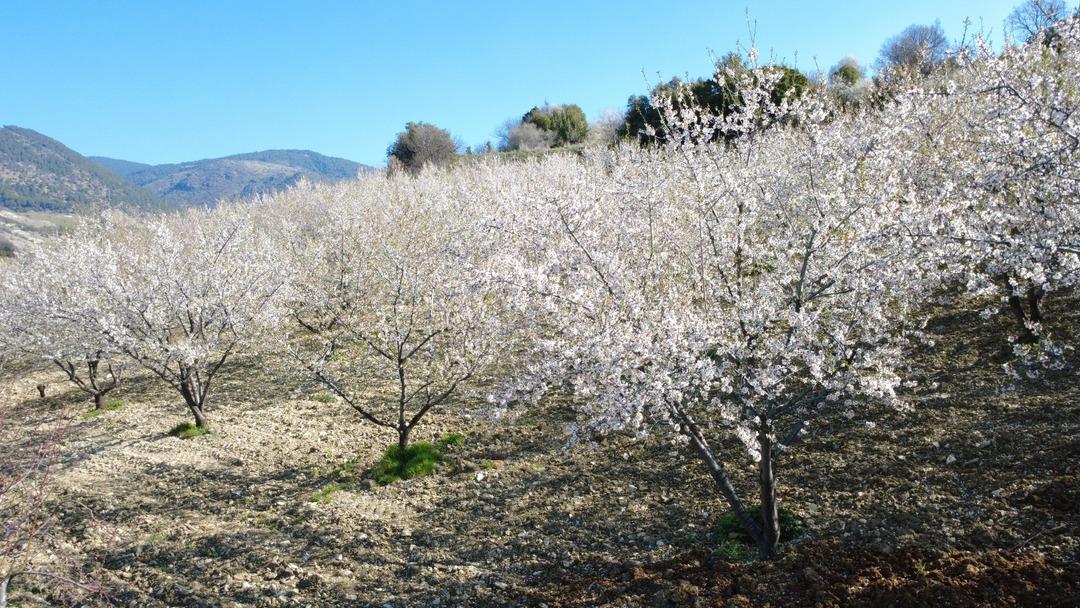 Firavunların sofrasından &ccedil;ıktı! Yılda 400 ton &uuml;retiliyor, faydası saymakla bitmiyor 4
