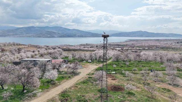 Sadık misafir leylek, 10 yıldır aynı köye gidiyor 2