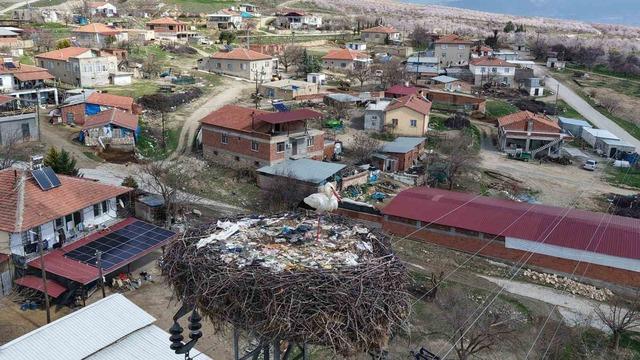 Sadık misafir leylek, 10 yıldır aynı köye gidiyor 1
