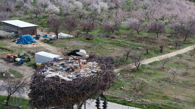 Sadık misafir leylek, 10 yıldır aynı köye gidiyor