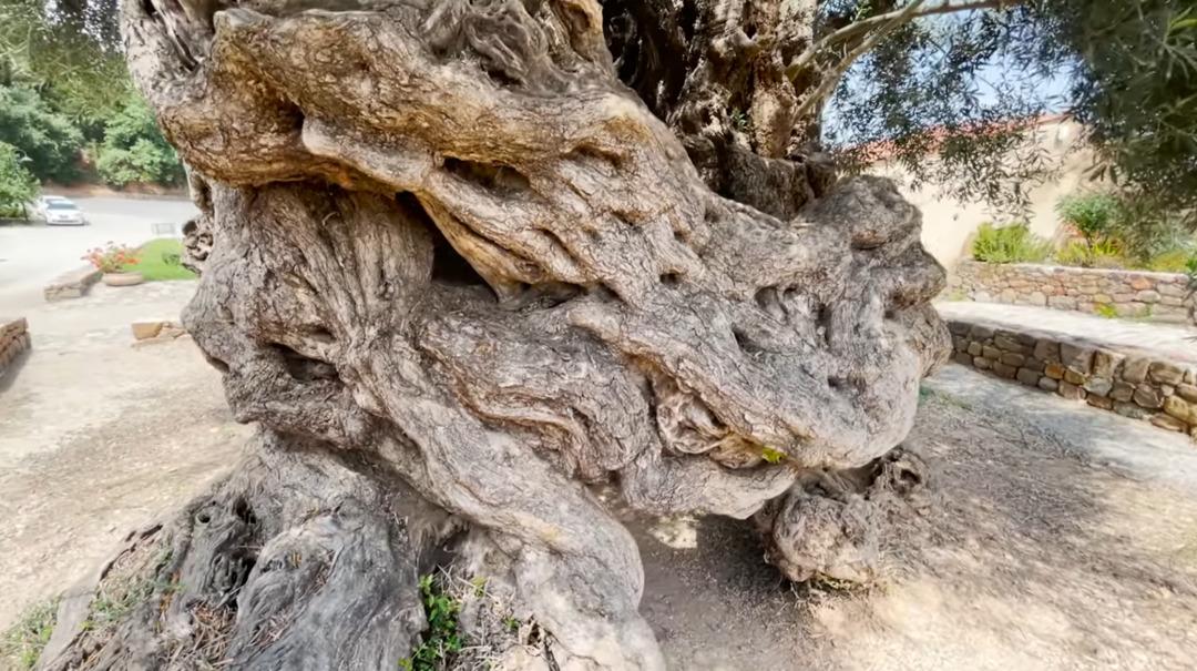 D&uuml;nyanın en yaşlı ağacı: 4 bin yıldır hayatta! 1