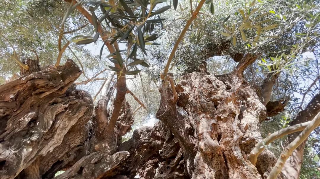 D&uuml;nyanın en yaşlı ağacı: 4 bin yıldır hayatta! 2