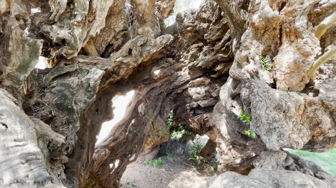 D&uuml;nyanın en yaşlı ağacı: 4 bin yıldır hayatta! 3