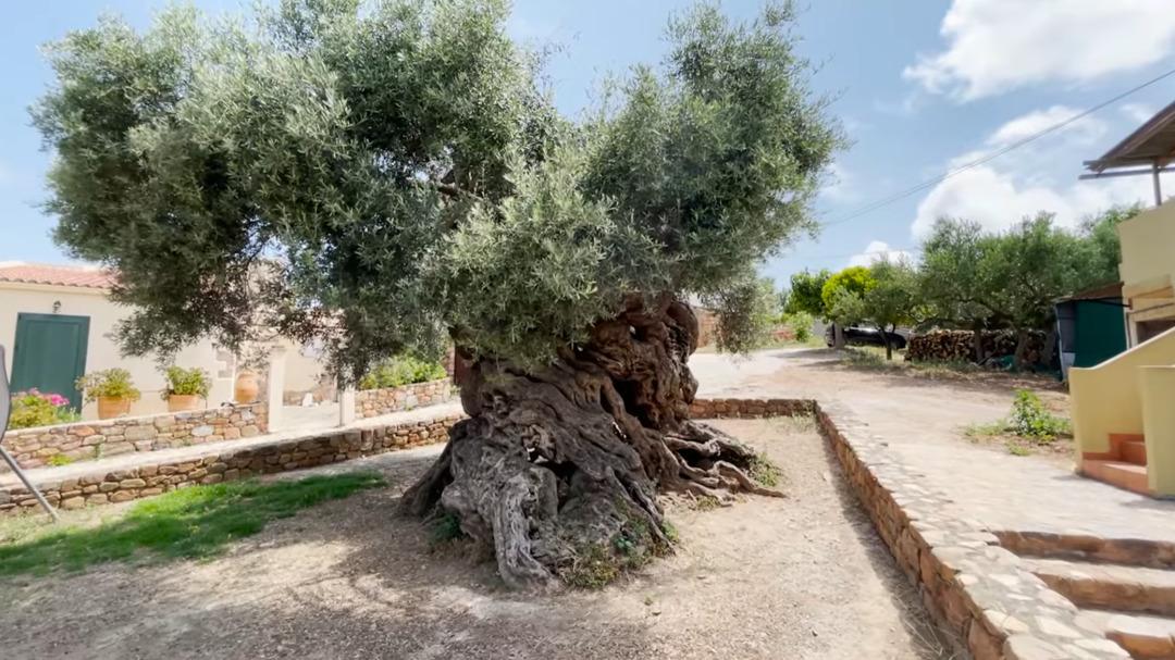 D&uuml;nyanın en yaşlı ağacı: 4 bin yıldır hayatta! 4