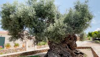 D&uuml;nyanın en yaşlı ağacı: 4 bin yıldır hayatta!