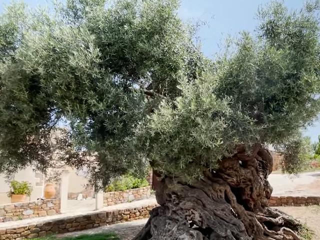 D&uuml;nyanın en yaşlı ağacı: 4 bin yıldır hayatta!